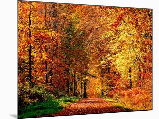 Autumn Way-Philippe Sainte-Laudy-Mounted Premium Photographic Print