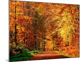 Autumn Way-Philippe Sainte-Laudy-Mounted Premium Photographic Print