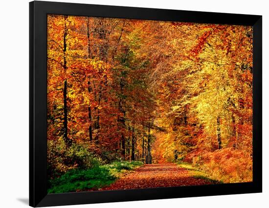 Autumn Way-Philippe Sainte-Laudy-Framed Photographic Print