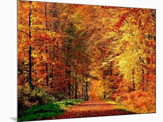 Autumn Way-Philippe Sainte-Laudy-Mounted Photographic Print