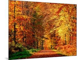 Autumn Way-Philippe Sainte-Laudy-Mounted Photographic Print