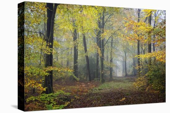 Autumn Way-Philippe Manguin-Stretched Canvas