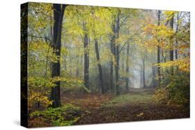 Autumn Way-Philippe Manguin-Stretched Canvas