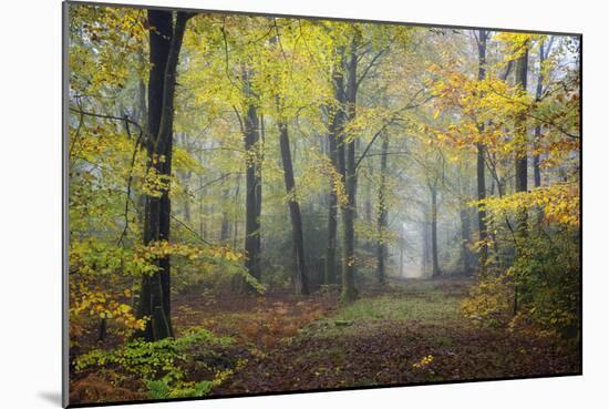 Autumn Way-Philippe Manguin-Mounted Photographic Print