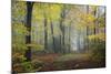 Autumn Way-Philippe Manguin-Mounted Photographic Print