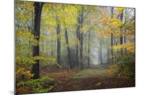 Autumn Way-Philippe Manguin-Mounted Photographic Print