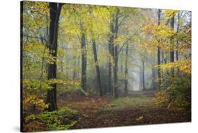 Autumn Way-Philippe Manguin-Stretched Canvas