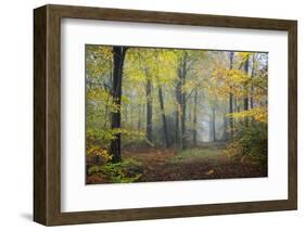 Autumn Way-Philippe Manguin-Framed Photographic Print