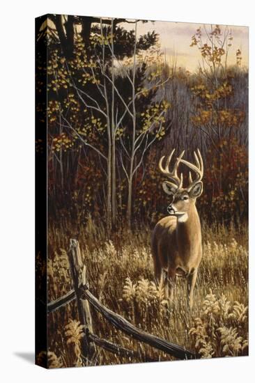 Autumn Whitetail-Wilhelm Goebel-Stretched Canvas