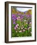 Autumn Wildflowers, White Mountains, New Hampshire-George Oze-Framed Photographic Print