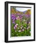 Autumn Wildflowers, White Mountains, New Hampshire-George Oze-Framed Photographic Print