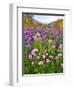 Autumn Wildflowers, White Mountains, New Hampshire-George Oze-Framed Photographic Print