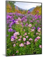 Autumn Wildflowers, White Mountains, New Hampshire-George Oze-Mounted Photographic Print