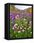 Autumn Wildflowers, White Mountains, New Hampshire-George Oze-Framed Stretched Canvas