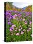 Autumn Wildflowers, White Mountains, New Hampshire-George Oze-Stretched Canvas