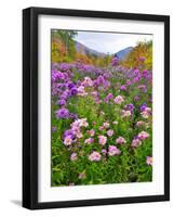 Autumn Wildflowers, White Mountains, New Hampshire-George Oze-Framed Photographic Print