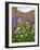 Autumn Wildflowers, White Mountains, New Hampshire-George Oze-Framed Photographic Print