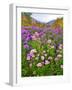 Autumn Wildflowers, White Mountains, New Hampshire-George Oze-Framed Photographic Print