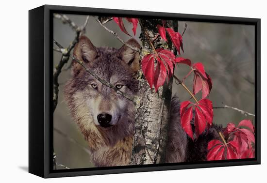 Autumn Wolf-Gordon Semmens-Framed Stretched Canvas