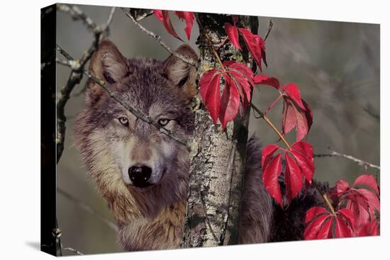 Autumn Wolf-Gordon Semmens-Stretched Canvas