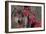 Autumn Wolf-Gordon Semmens-Framed Photographic Print