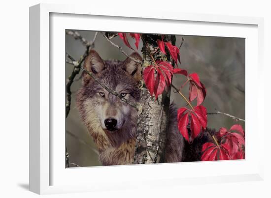 Autumn Wolf-Gordon Semmens-Framed Photographic Print