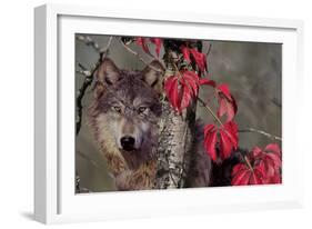 Autumn Wolf-Gordon Semmens-Framed Photographic Print