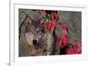 Autumn Wolf-Gordon Semmens-Framed Photographic Print