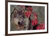 Autumn Wolf-Gordon Semmens-Framed Photographic Print