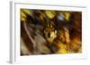 Autumn Wolf-Gordon Semmens-Framed Giclee Print