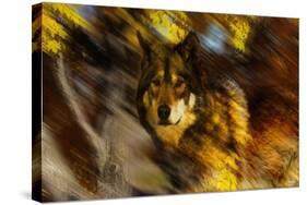 Autumn Wolf-Gordon Semmens-Stretched Canvas