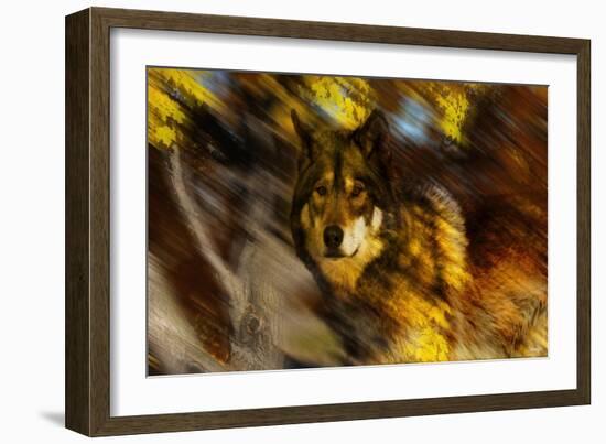 Autumn Wolf-Gordon Semmens-Framed Giclee Print