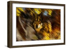 Autumn Wolf-Gordon Semmens-Framed Giclee Print