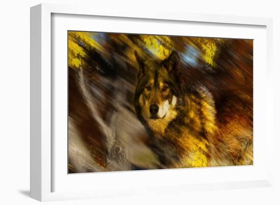 Autumn Wolf-Gordon Semmens-Framed Giclee Print