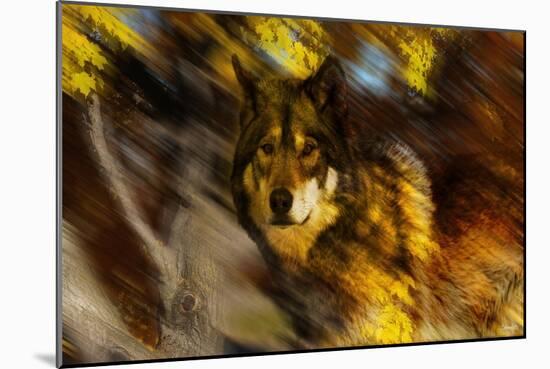 Autumn Wolf-Gordon Semmens-Mounted Giclee Print