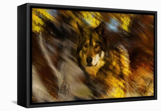 Autumn Wolf-Gordon Semmens-Framed Stretched Canvas