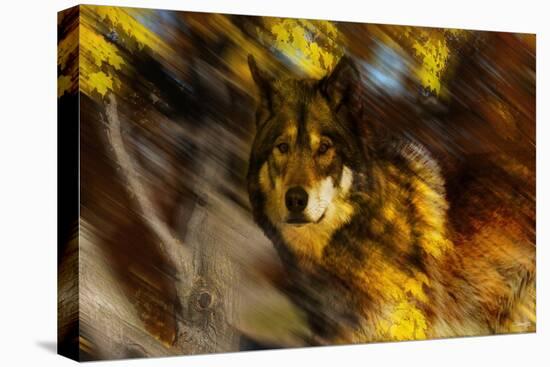 Autumn Wolf-Gordon Semmens-Stretched Canvas