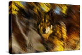 Autumn Wolf-Gordon Semmens-Stretched Canvas