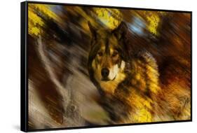 Autumn Wolf-Gordon Semmens-Framed Stretched Canvas