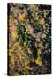 Autumn Wood, Aerial Shots, Bavaria, Germany-Frank Fleischmann-Stretched Canvas