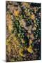 Autumn Wood, Aerial Shots, Bavaria, Germany-Frank Fleischmann-Mounted Photographic Print