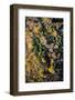 Autumn Wood, Aerial Shots, Bavaria, Germany-Frank Fleischmann-Framed Photographic Print