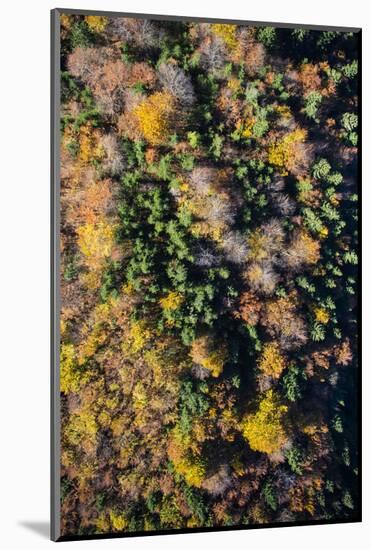 Autumn Wood, Aerial Shots, Bavaria, Germany-Frank Fleischmann-Mounted Photographic Print