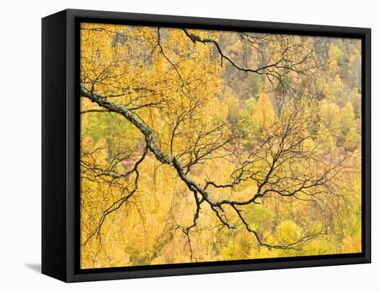 Autumn Wood, Cairngorms National Park, Highlands, Scotland, UK-Nadia Isakova-Framed Stretched Canvas
