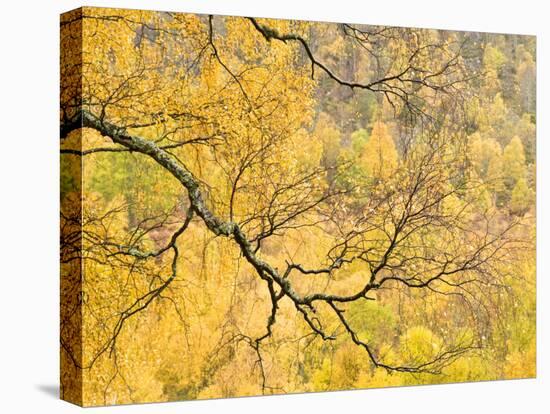 Autumn Wood, Cairngorms National Park, Highlands, Scotland, UK-Nadia Isakova-Stretched Canvas
