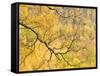 Autumn Wood, Cairngorms National Park, Highlands, Scotland, UK-Nadia Isakova-Framed Stretched Canvas