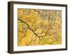 Autumn Wood, Cairngorms National Park, Highlands, Scotland, UK-Nadia Isakova-Framed Photographic Print