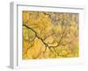 Autumn Wood, Cairngorms National Park, Highlands, Scotland, UK-Nadia Isakova-Framed Photographic Print