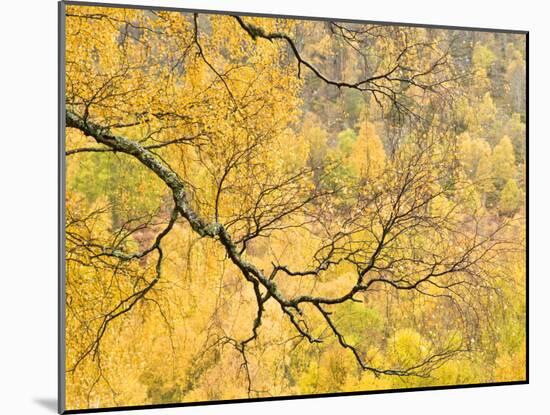 Autumn Wood, Cairngorms National Park, Highlands, Scotland, UK-Nadia Isakova-Mounted Photographic Print