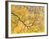 Autumn Wood, Cairngorms National Park, Highlands, Scotland, UK-Nadia Isakova-Framed Photographic Print